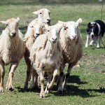 Sheep-to-Shawl