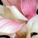 New Course: Floral Photography