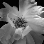 "Encounters of the Photographic Kind" by Arnold Breisblatt