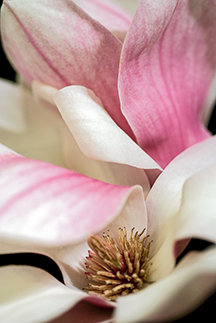 New Course: Floral Photography