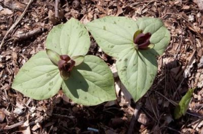 Woodland Treasures Lecture