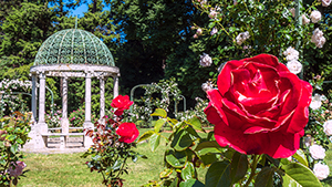 Rose Day at the Lyndhurst Rose Garden