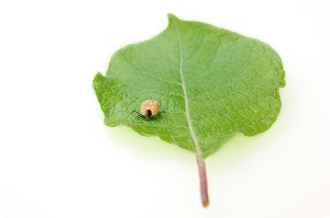 LYME DISEASE: AN INTEGRATED APPROACH