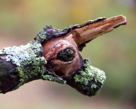 Shifting Focus: Hidden in Plain Sight