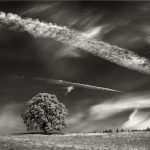 Landscapes: A Celebration of Trees - Black & White Photographs by Dennis Dilmaghani