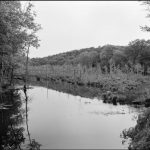 Exhibition: The Great Swamp, Ecological Treasure of the Hudson Valley
