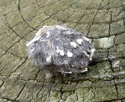 Owl pellet Dissection