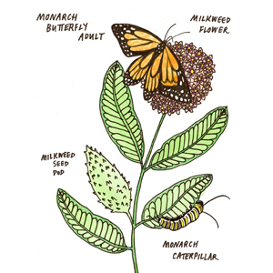 GARDENS. Milkweed and Monarch Butterflies. Live Zoom.