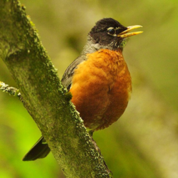 Spring Bird Sounds (Virtual)