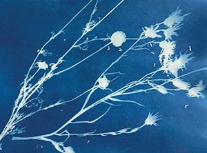 Family Art Workshop: Sun Prints