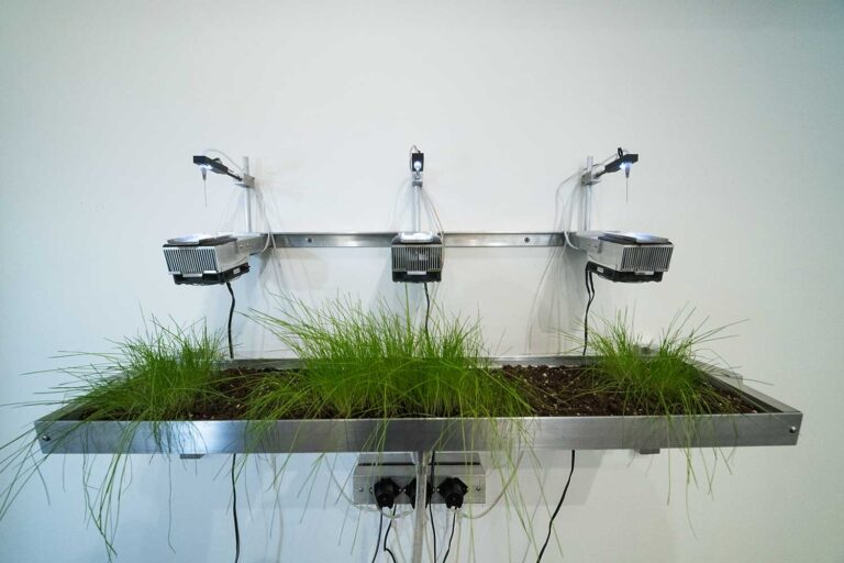 Grass growing with pipette dispensing water