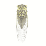 Harrison Public Library presents, "Rethinking Turf: Seeing the Invisible through Illustration" by M. Genevieve Hitchings