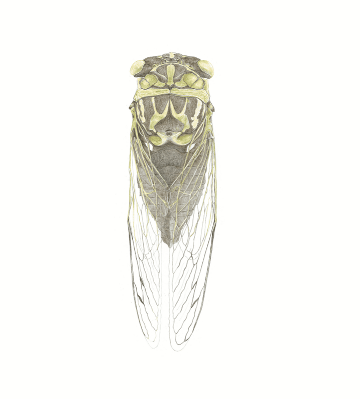 Harrison Public Library presents, "Rethinking Turf: Seeing the Invisible through Illustration" by M. Genevieve Hitchings