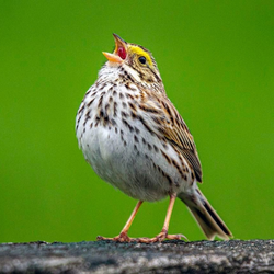 Tune Up Your Ears for Spring Bird Sounds (Virtual)