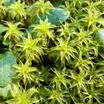 Family Science Workshop: Summer Nature Lab